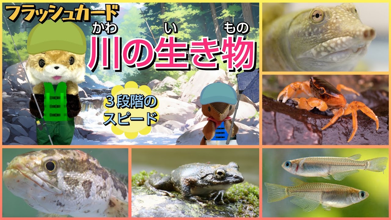 【フラッシュカード】くり返しておぼえる♪ひらがなで「川の生き物」
