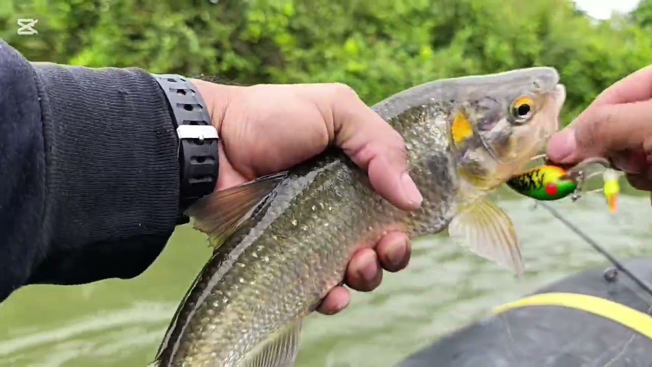 Pescando sabaletas Ecuador 