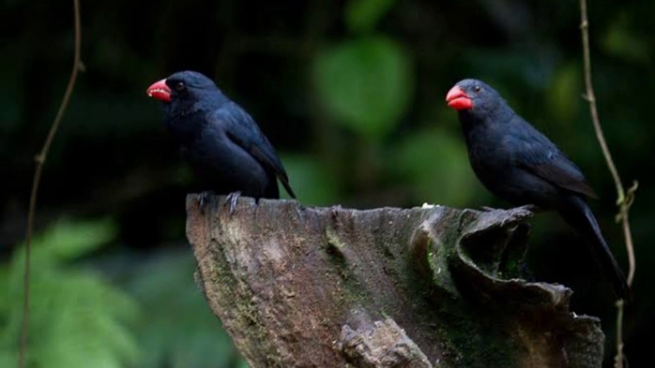 Esse piado de femea levanta qualquer bico de pimenta