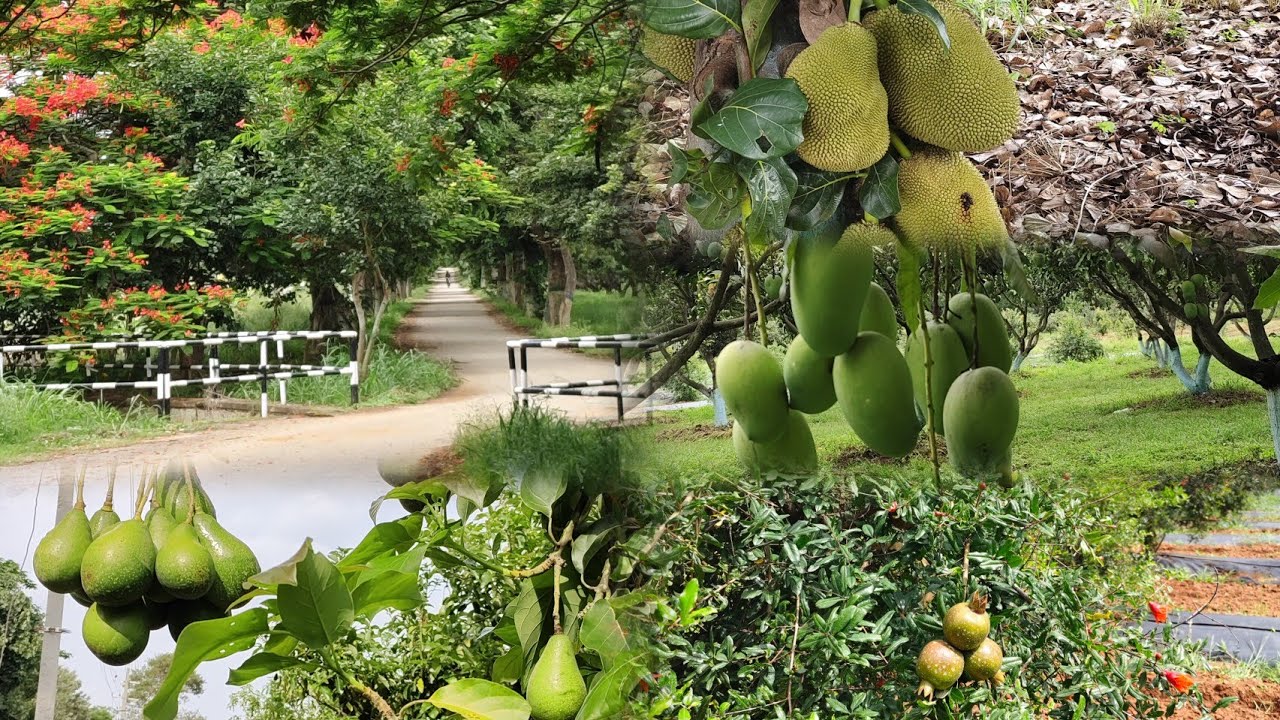 Let go for a walk in my work place | Tropical fruit season |ജൂണിൽ ക്യാംപസിൽ പൂത്ത ഫ്രൂട്ട്സ് കണ്ടാലോ