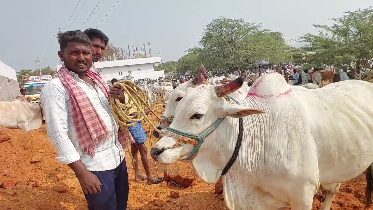 దేవరకద్ర సంతలో దిట్టంగా ఉన్న సేద్యం ఎద్దుల రేటు | Devarakadra Bulls market in Telangana 