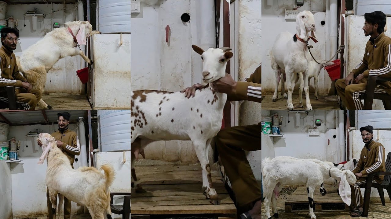 Moin Bhai Ka Sandal Goat Farm | Best Goat Terrace Setup Of Udaipur | Best Goats Breeding Setup.