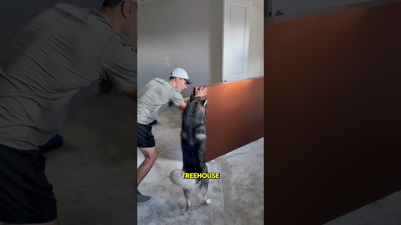 Мои собаки получили новую комнату! #dogsofyoutube #dog #dogs #husky #goldenretriever #building