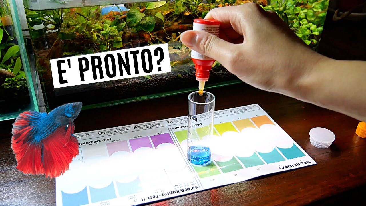 E' pronto l'acquario? Inserisco il Betta splendens? 🤔