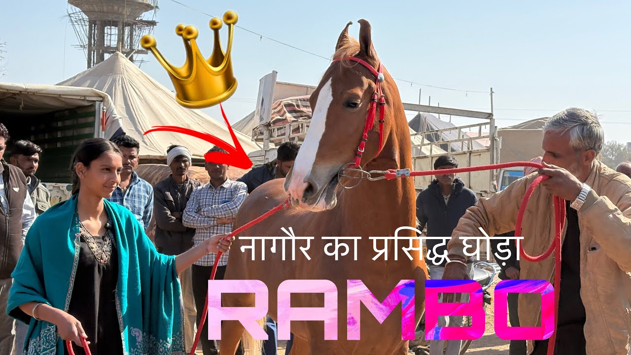 वंशिका नागौर मेले में लेकर आई चेम्पियन घोड़ा रेम्बो #marwarihorse #marwaristallion #nagaur #horse 