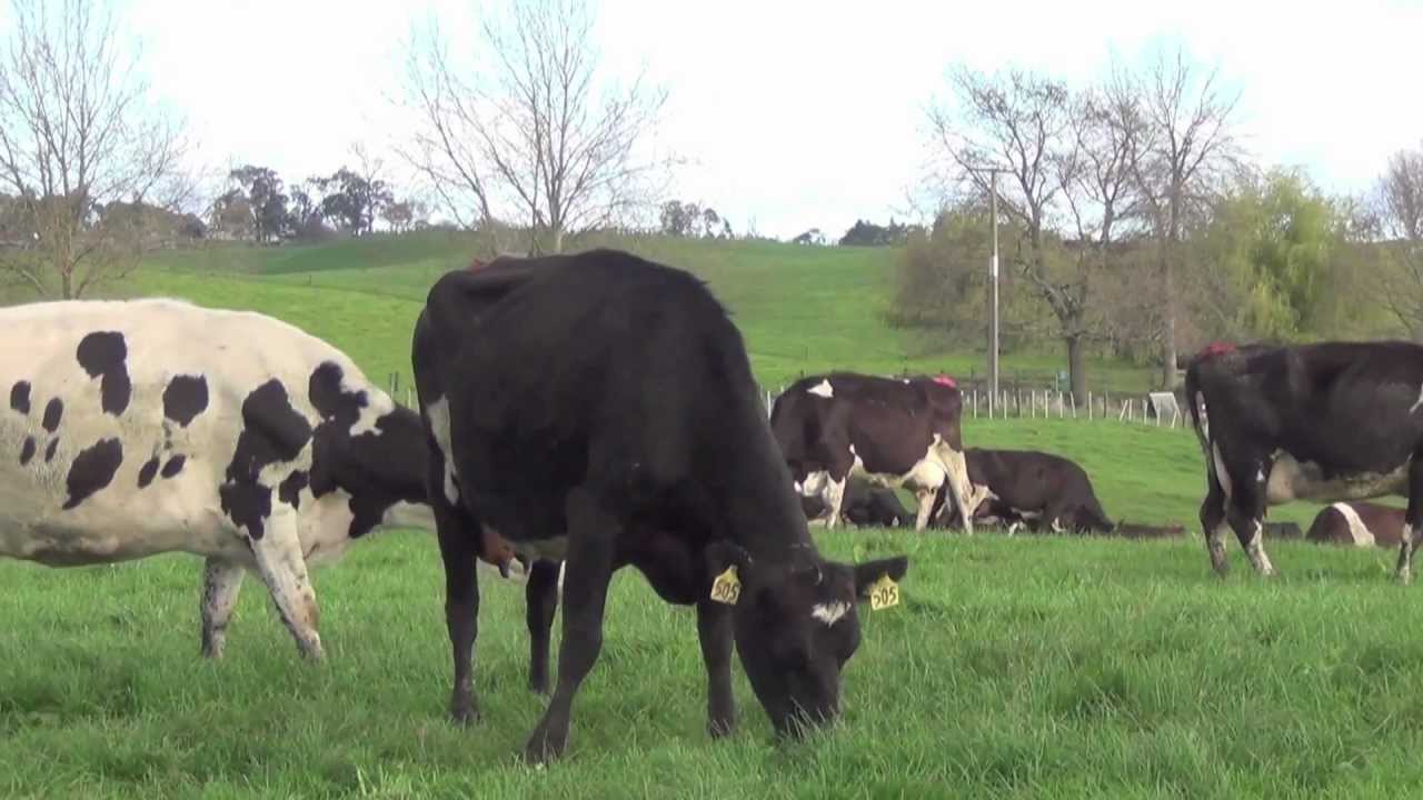 'Kiwi Farmer' - Premium New Zealand Infant Formula