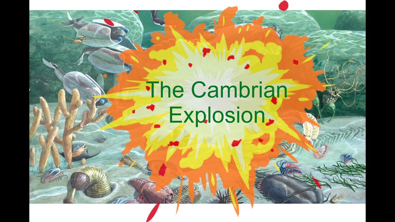 The Cambrian Explosion: evidence and uncertainty over palaeontology's greatest mystery