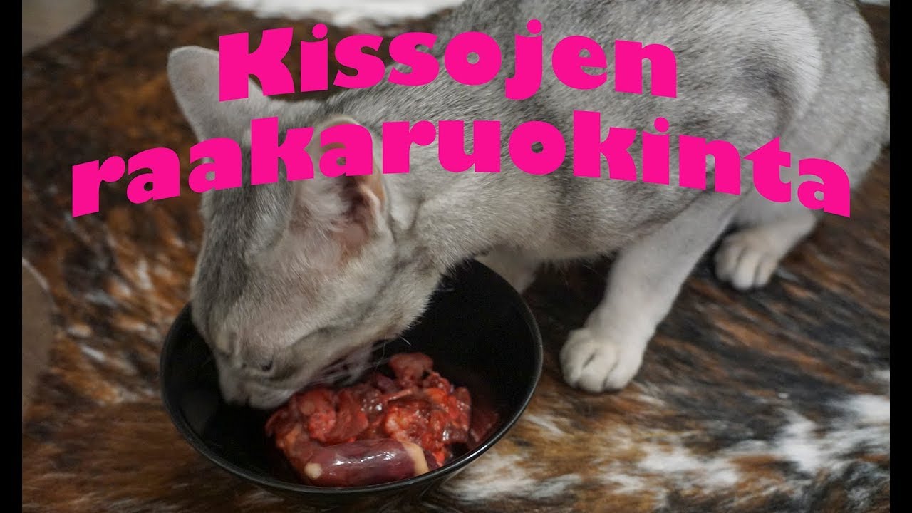 Vlog: Kissojeni raakaruokinta