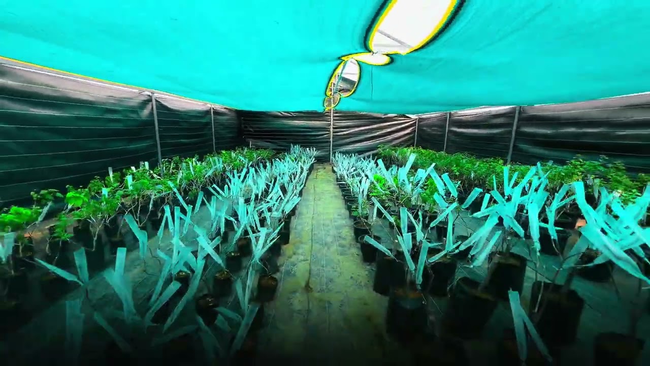 Bougainvillea Farmstay & MMPlant