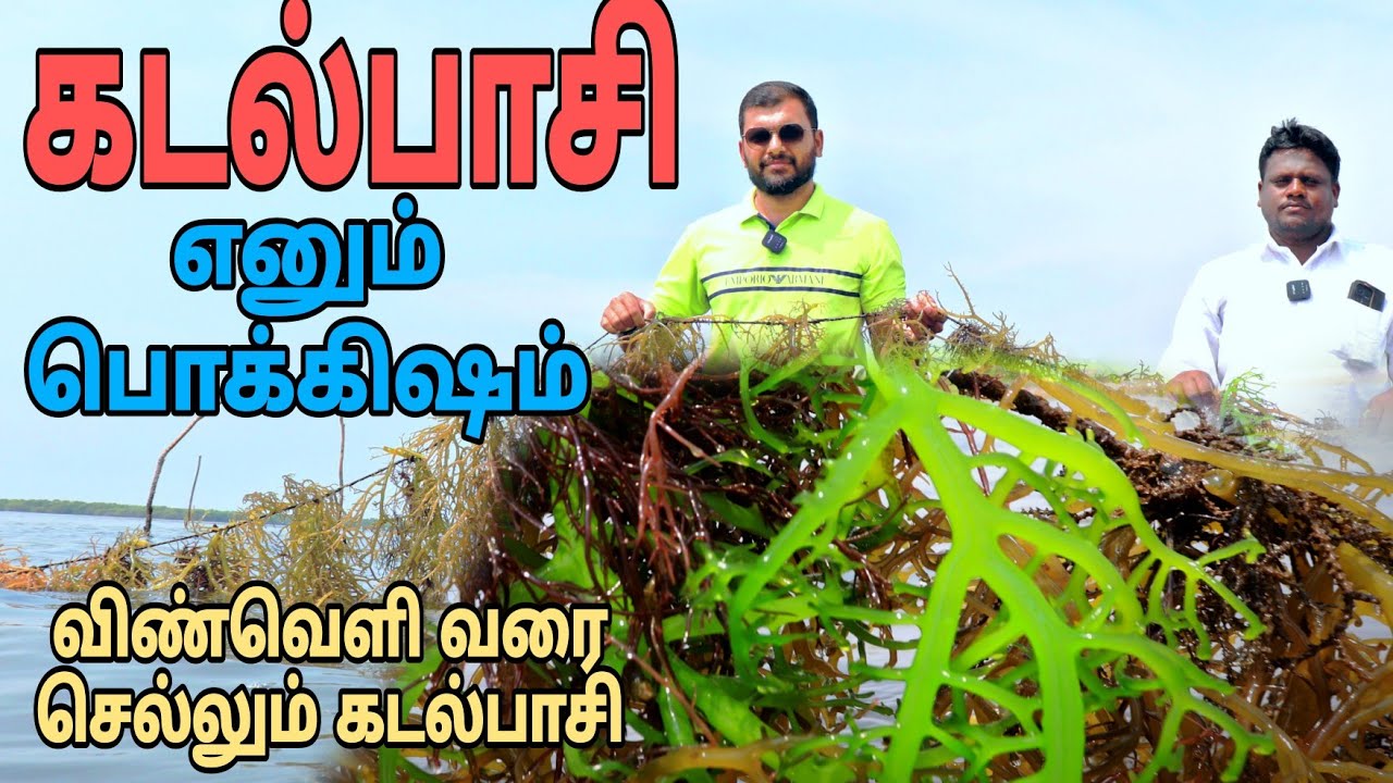 பல இலச்சம் வருமானம் ||கடல்பாசி விவசாயம் || Seaweed Cultivation ||seaweed cultivation in tamil nadu