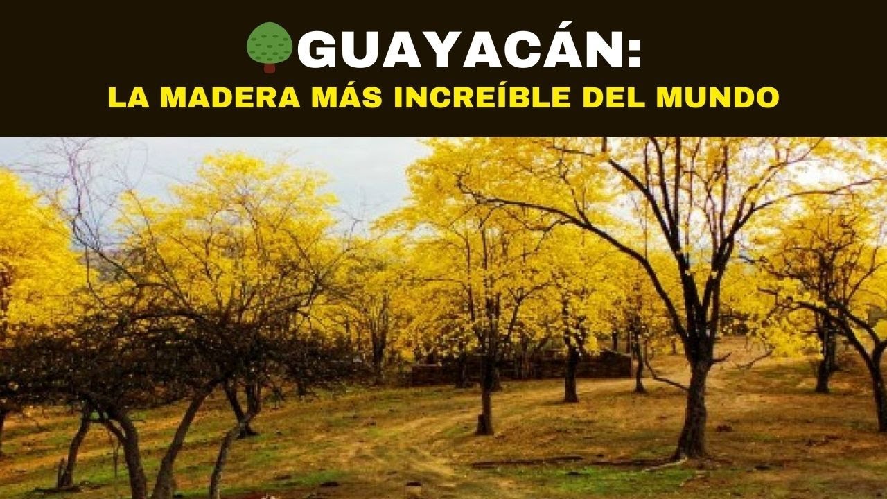 🌳GUAYACÁN: La Madera Más Increíble del Mundo