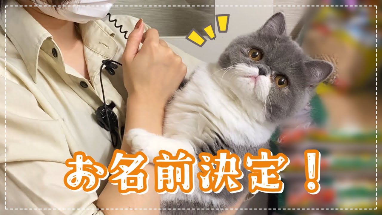 おてんば子猫の猫カフェデビュー！お名前決定！初めてのフロアに困惑...??