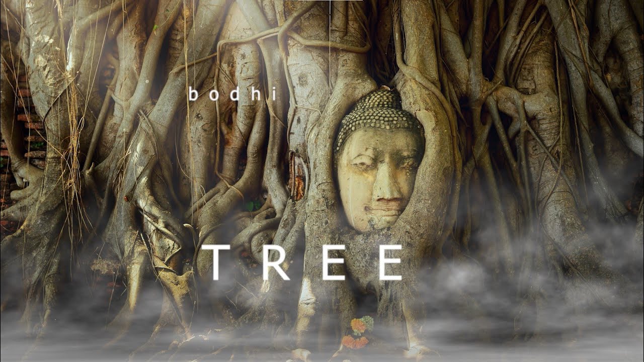 Bodhi Tree | Meditation Healing Relaxation | Ambient Meditation Music