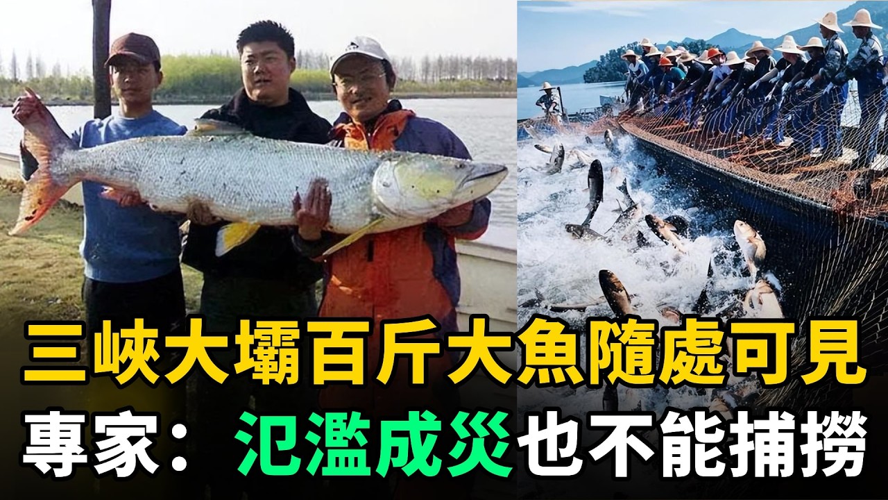三峽大壩魚群氾濫成災，百斤大魚隨處可見，為何專家卻禁止捕撈？