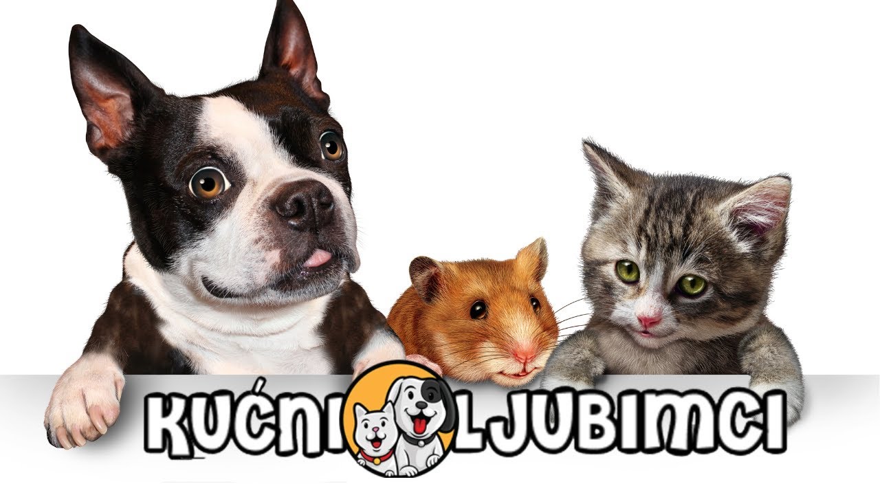 Kućni ljubimci