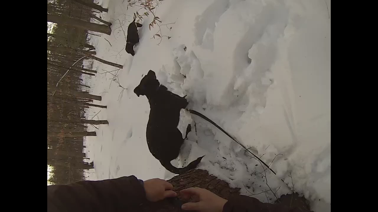 Winter Wonderland Forest Walk (2026) - P1