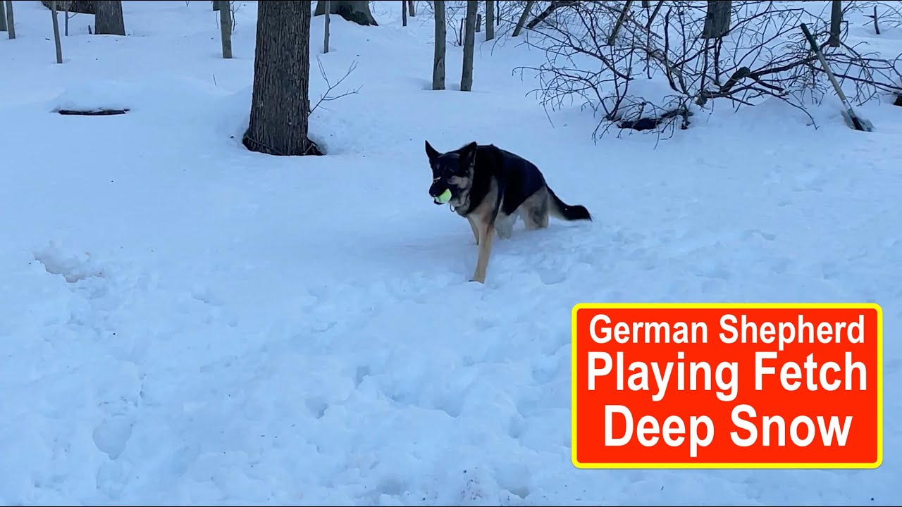 Ep197 German Shepherd playing fetch in deep snow! A great morning workout for our German Sheperd