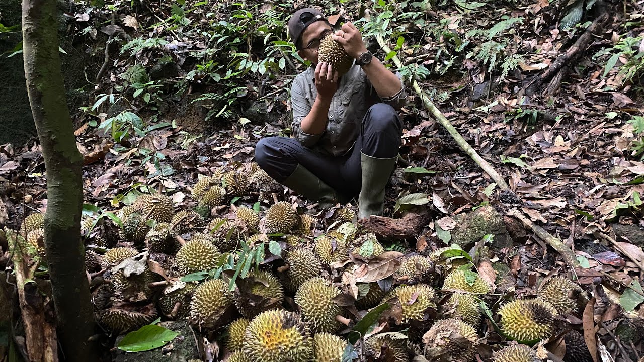 Panen Durian Hutan tak Bertuan hanya di Kalimantan