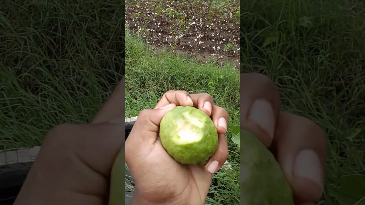 pink guava is healthy for human being