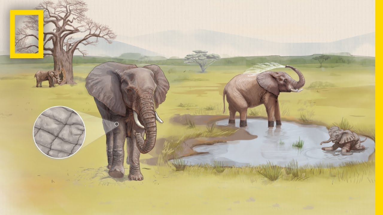 See How Cracked Skin Helps Elephants Stay Cool | Decoder