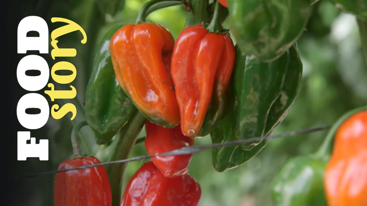 Le secret des piments mexicains