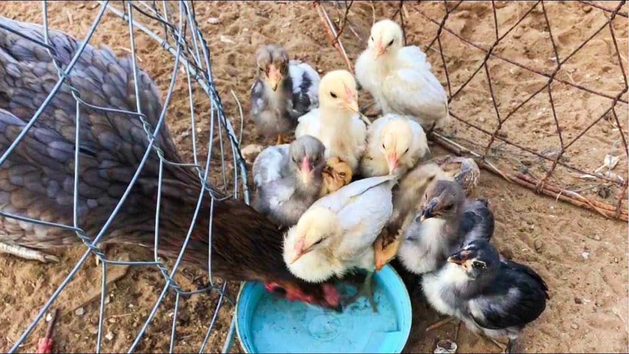 Cách Chăm Gà Con Đạt Tỷ Lệ Sống Cao | Gà Nòi Việt