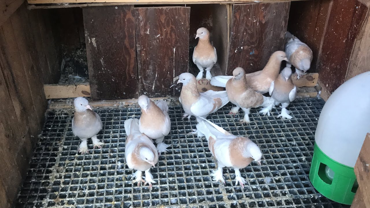 GÜVERCİN KALİTE TESADÜF DEYİLDİR  LİMONİ DAMIZLIK KUŞLARIMIZ VE SOHBET iYİ SEYİRLER  🕊🕊👍👍👍