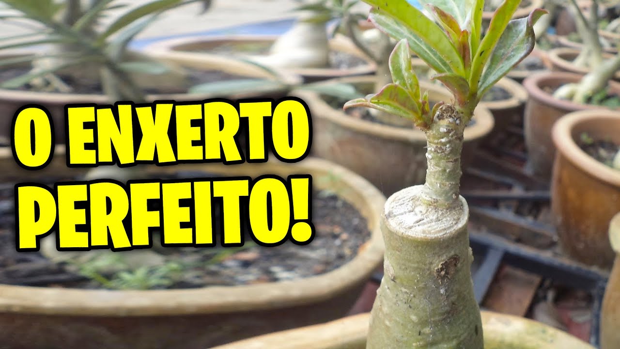 Enxerto em ROSA DO DESERTO 4 técnicas infalíveis para flores exuberantes
