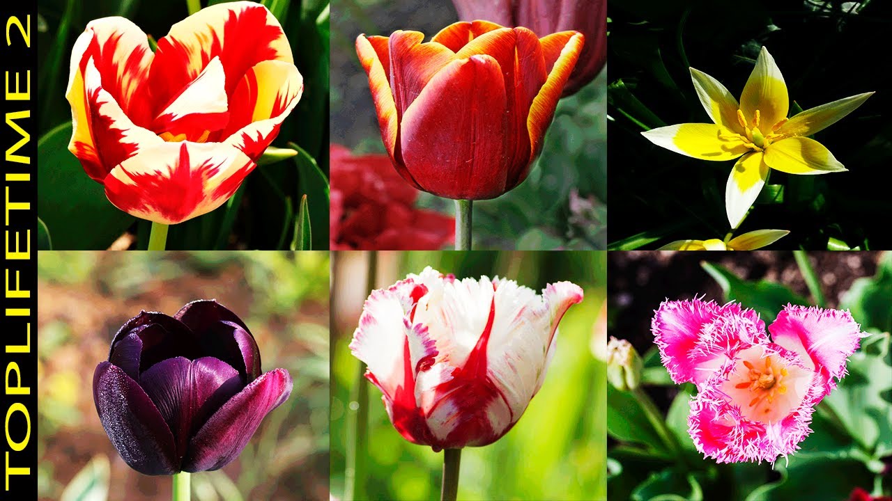 10 Tipos de Tulipanes Únicamente Bellos
