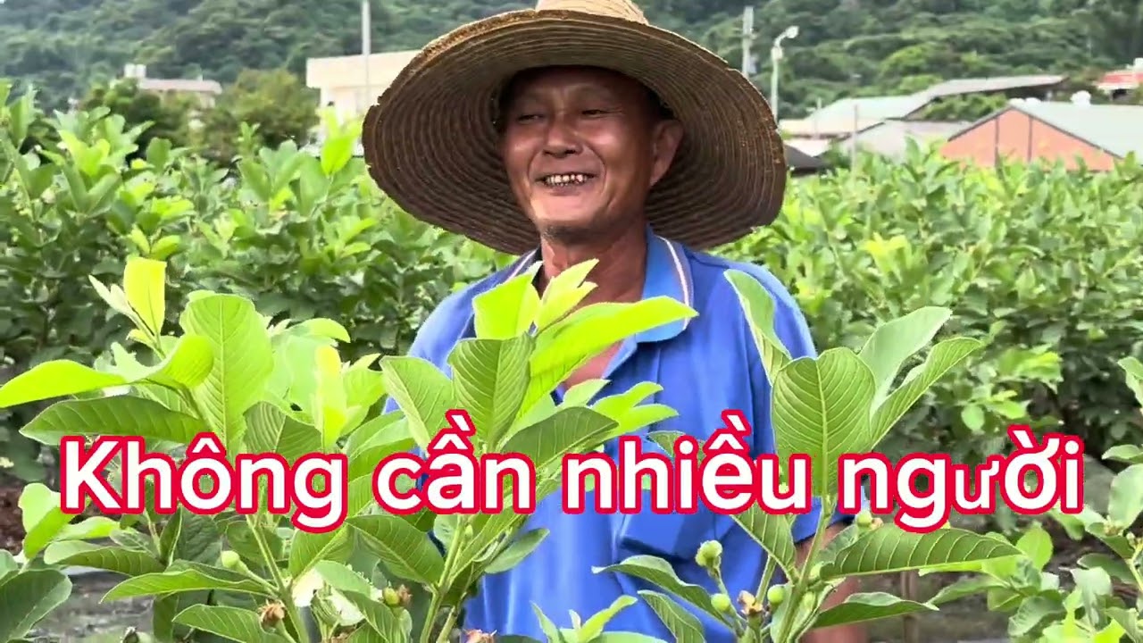 CS Đài Loan # 🇹🇼 Buổi sáng đi làm ,chiều ra đồng học bao ổi cùng bạn đồng hương