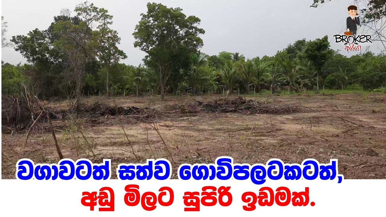 Land for sale in nikaweratiya/waga idam/Adu milata idam/lankawe idam/Property for sale in srilanka