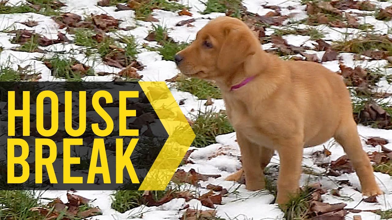 House Breaking A Puppy