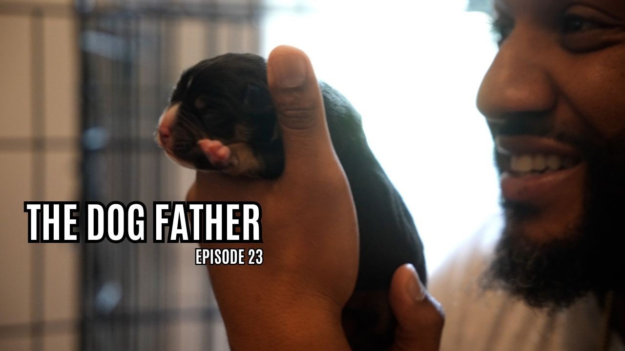 The Dog Father: 