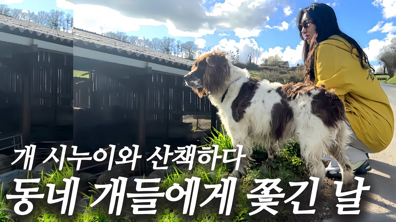 개시누이 산책 시키면서 4남매 전투 육아 썰 푸는데 동네 개들에게 쫓기는 개 환장 프랑스 일상 브이로그 😱