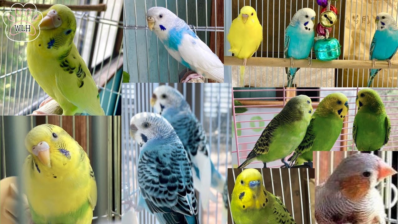 可愛い小鳥の里親様募集中です セキセイ24羽キンカチョウ1羽　2023.9.16現在　ワールドラブハート