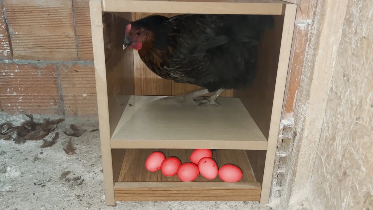 ✨ Необыкновенная идея!💡 Автоматическое изготовление гнезд 🦃| #diy #मुर्गा #murga | @ahmetintavuklari