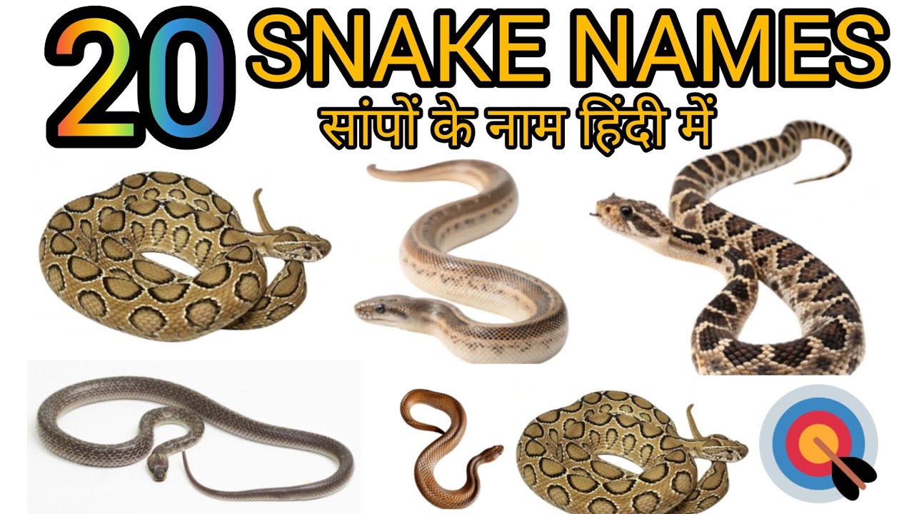 20 सांपो के नाम सीखे बच्चों के लिए । Learn 20 snake names for kids pictures and sound | vocabulary 