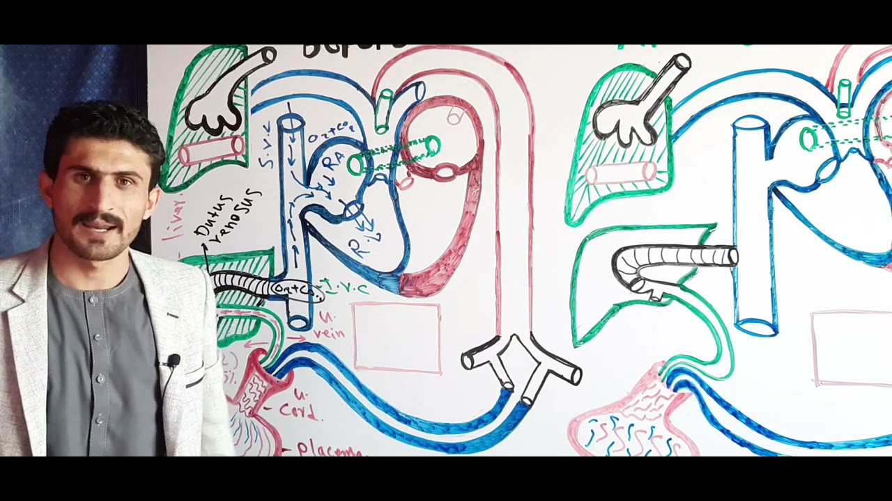 درس بیست و نهم ((Fetal Circulation ))