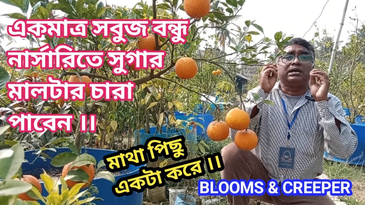 একমাত্র সবুজ বন্ধু নার্সারিতে সুগার মালটার চারা পাবেন মাথা পিছু একটা করে ।।#plantcare #farming