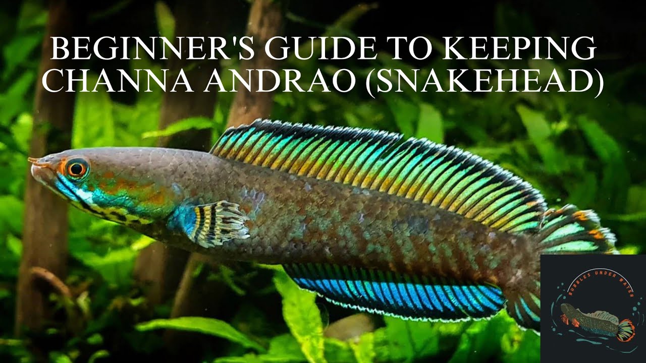 beginner's guide to keep channa Andrao (snakehead)