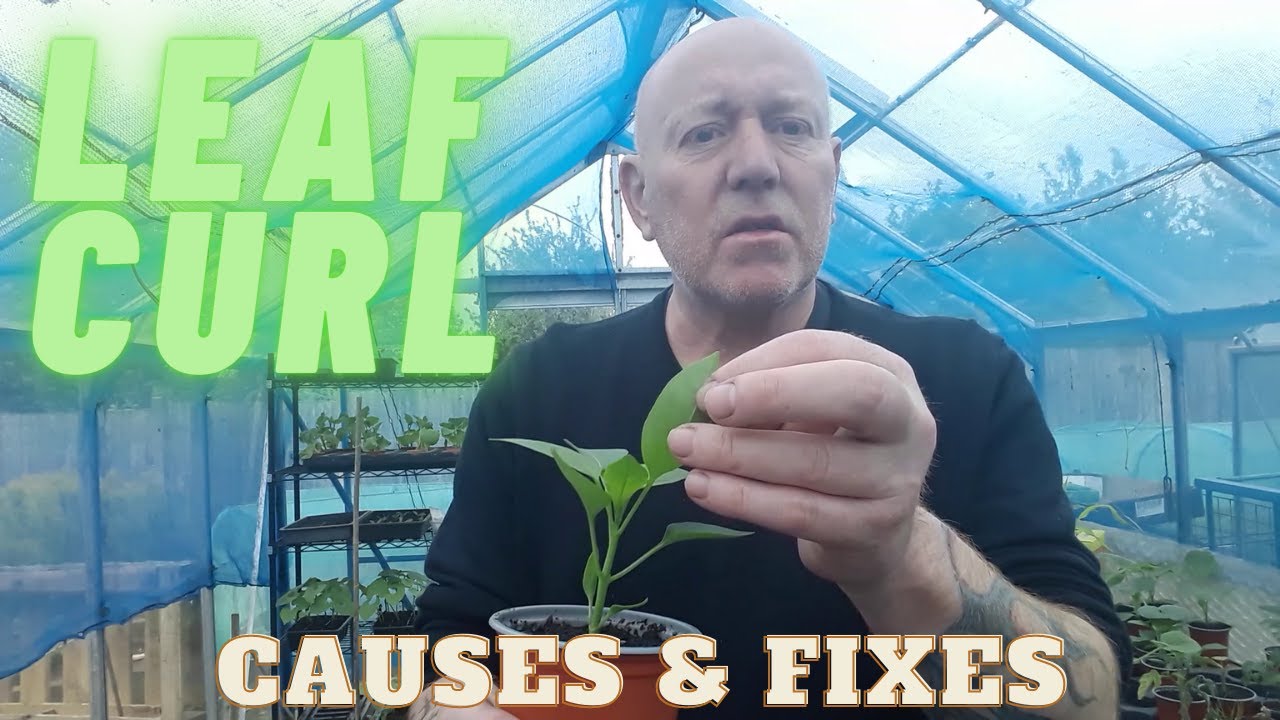 Plant Leaf Curl Causes & Fixes [Gardening Allotment UK] [Grow Vegetables At Home ]