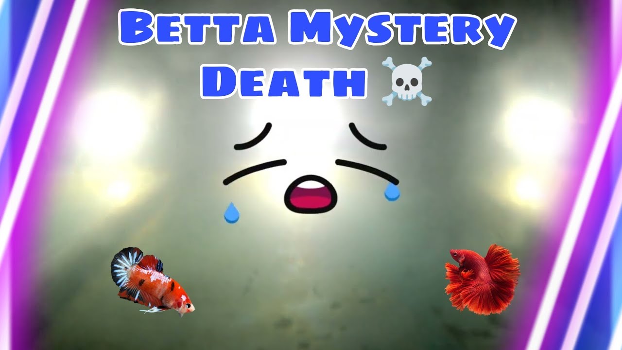 Fish keeping disastor ☠️🤕 - Betta Fish Mystery Death.. water poisoning??| #bettahobbyist #bettalover