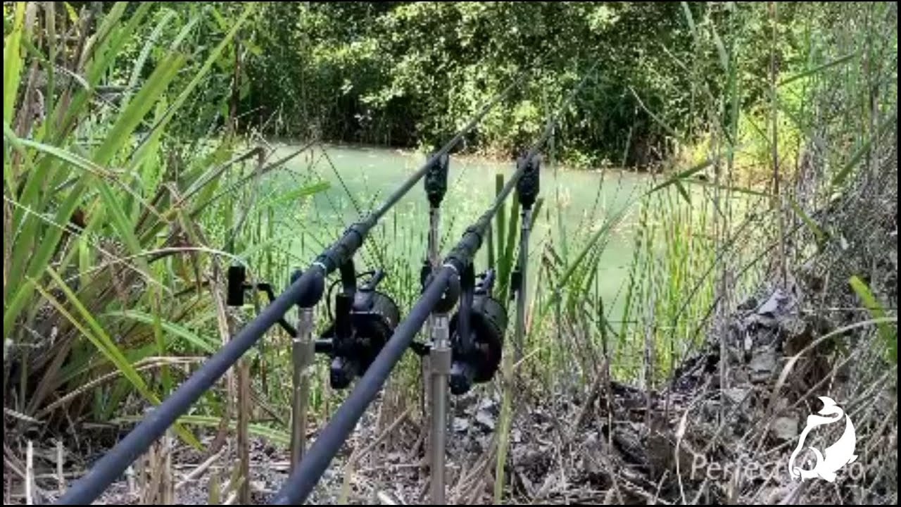 Carp Run COMPILATION 2020! PART 39!