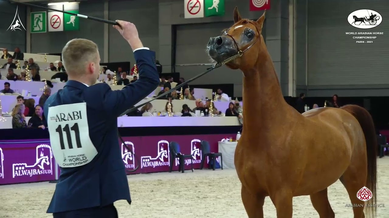 N 111 ERANTIS   World Arabian Horse Championship 2021   PARIS   Senior Stallions Class 6A