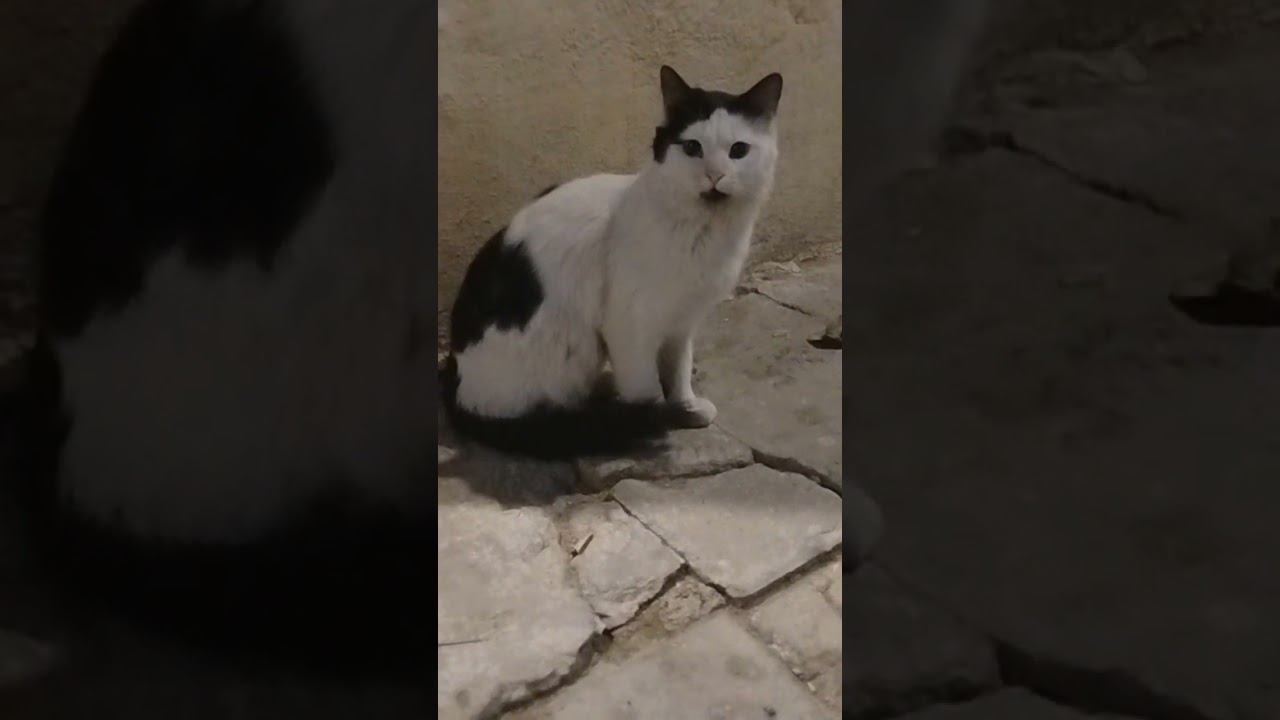 رحمه بل قطط والحيوان ان الله يسمع ويرئ 