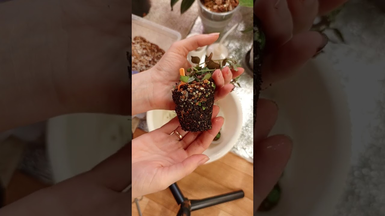 Пересаживаю хойю куртиси Сильвер на фитиль !)