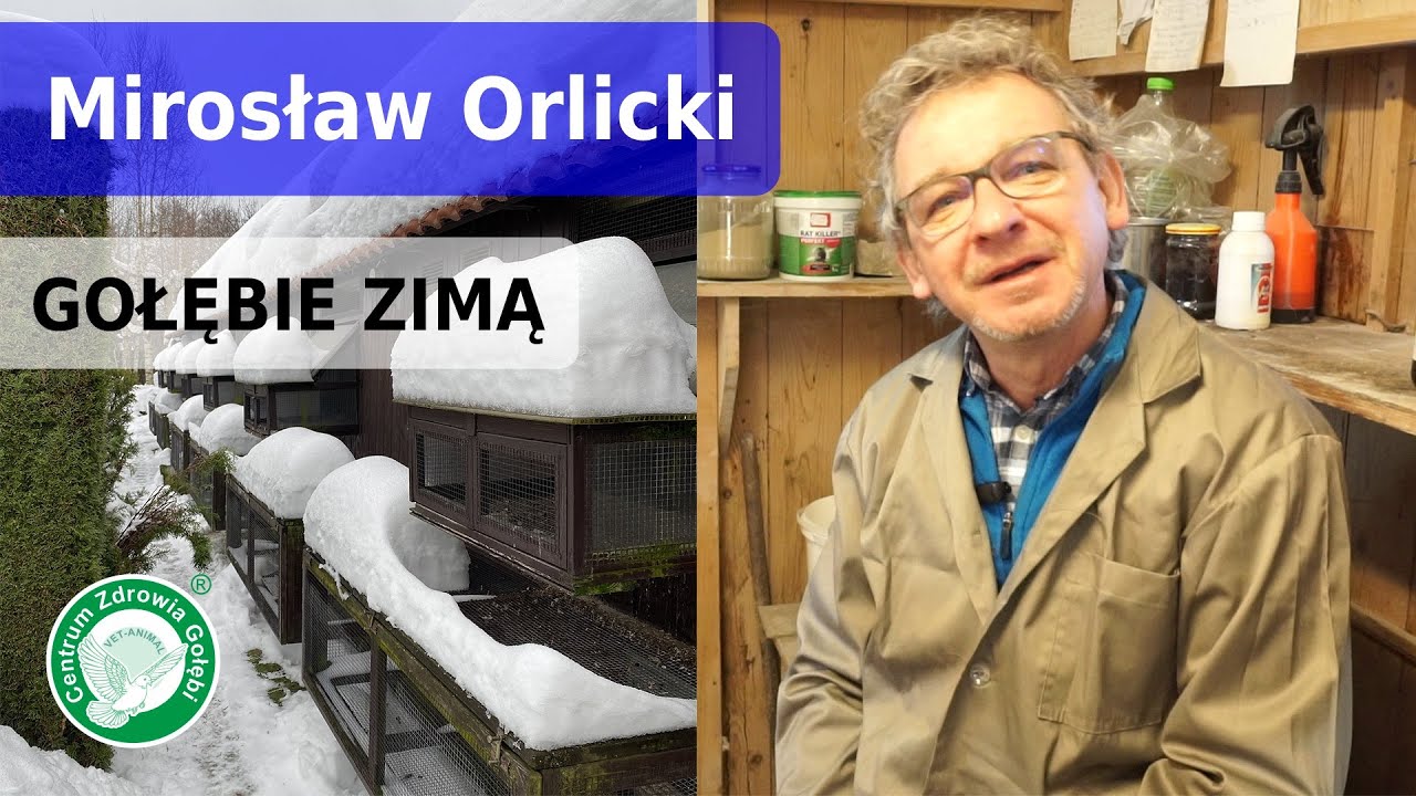 CZG gołębie – Zimowa wizyta u Mirosława Orlickiego