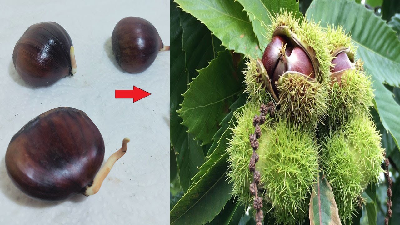 Tohum Çimlendirme, Tohum Nasıl Çimlendirme, Kestane Yetiştirme, Kestane Çimlendirme, Kestane Ağacı