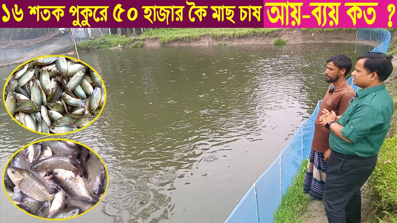 ১৬ শতক পুকুরে ৫০ হাজার কৈ মাছ চাষ । আয়-ব্যয় কত ??? কৈ মাছ চাষ পদ্ধতি । Swadesh BD