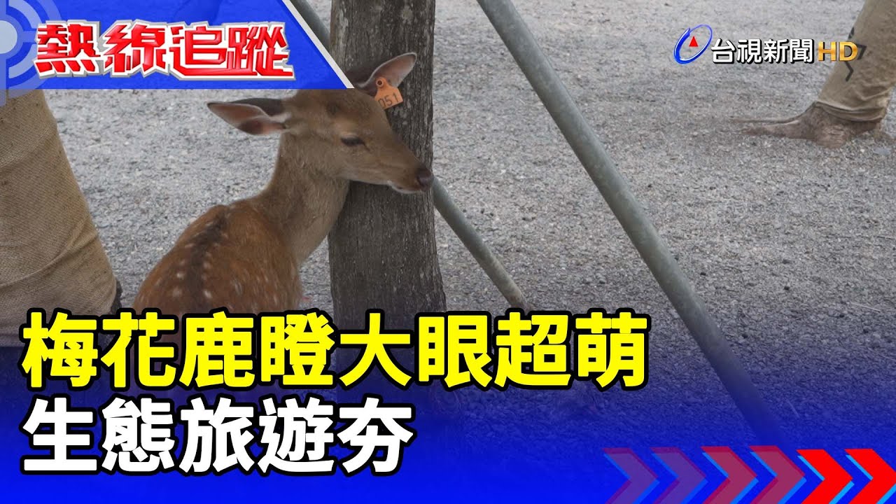 梅花鹿瞪大眼超萌 生態旅遊夯【熱線追蹤】